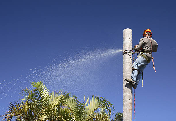 Professional Tree Care in Milpitas, CA