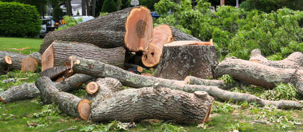 How Our Tree Care Process Works  in  Milpitas, CA