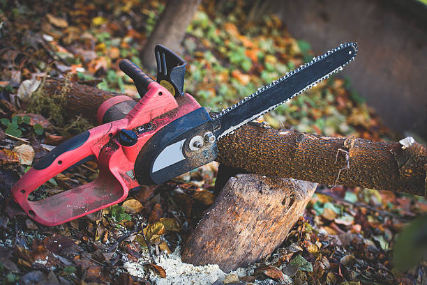 Best Tree Removal  in Milpitas, CA